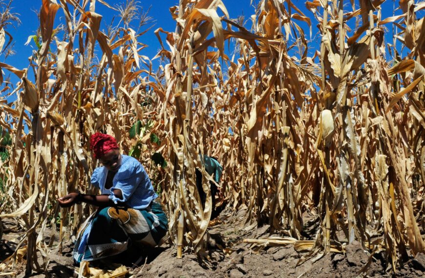 Increased heat-drought combinations induced by climate change could damage crops: Study