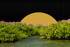 Beyond mass planting: How science-backed mangrove restoration can shield India’s coasts