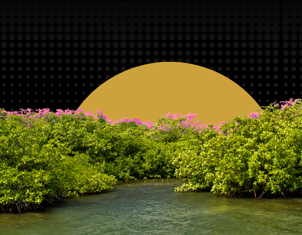 Beyond mass planting: How science-backed mangrove restoration can shield India’s coasts