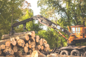2.3 million trees proposed to be felled for mega infra projects, green ministry tells Rajya Sabha