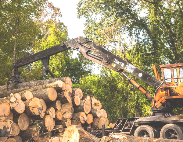 2.3 million trees proposed to be felled for mega infra projects, green ministry tells Rajya Sabha