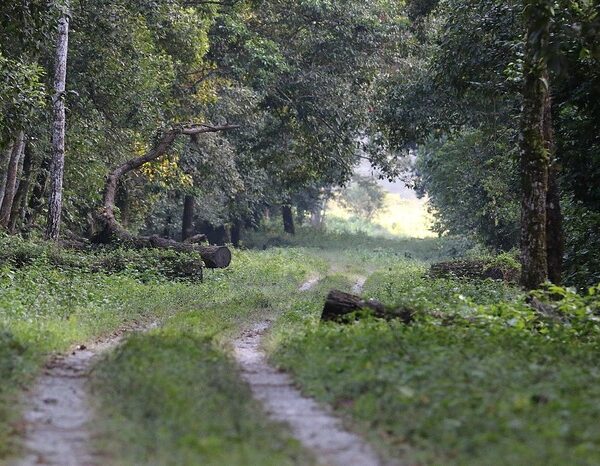 India’s green cover grew to 25.17% of geographical area: Report