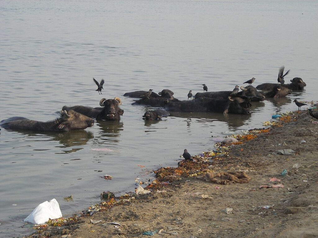 NGT raps UP govt, says report on Ganga water quality during Kumbh lacks details