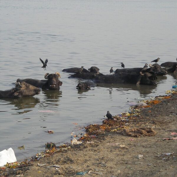 NGT raps UP govt, says report on Ganga water quality during Kumbh lacks details