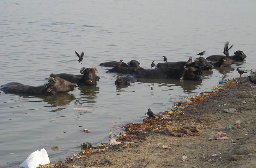 NGT raps UP govt, says report on Ganga water quality during Kumbh lacks details
