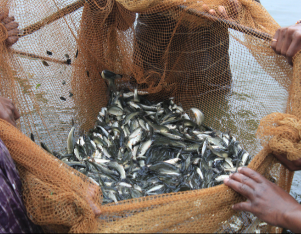 As fish numbers decline in Chennai, how can we consume seafood sustainably