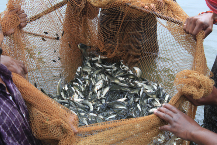 As fish numbers decline in Chennai, how can we consume seafood sustainably