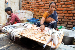 Rising ocean temperatures impact fish catch and physiology in Chennai