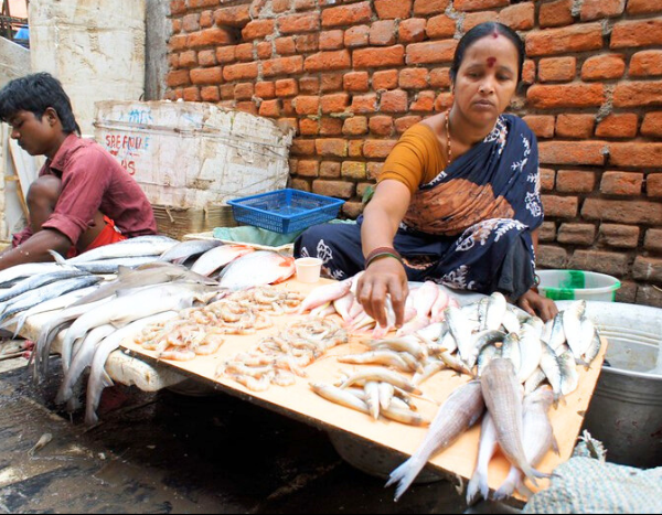 Rising ocean temperatures impact fish catch and physiology in Chennai