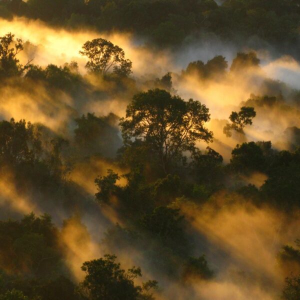 Forest carbon projects: In vogue, but are they effective?