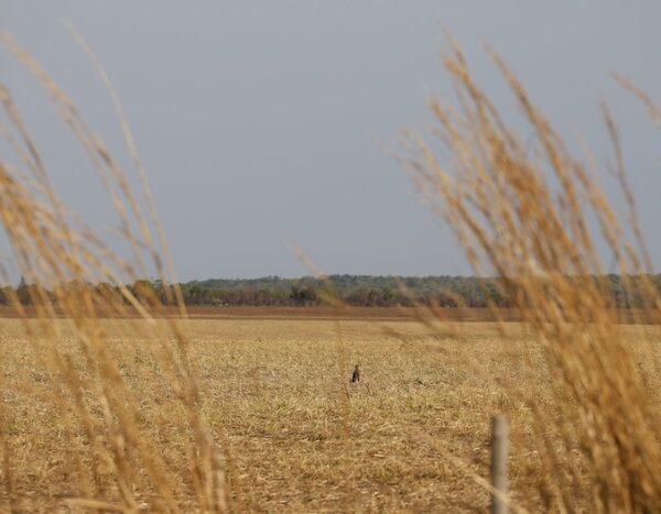 Tripling adaptation finance may be the only way to secure a win at COP30: Experts