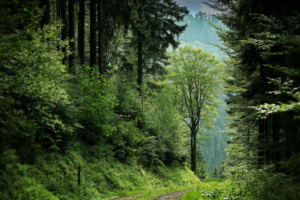 First-ever CAMPA fund reconciliation likely a land-mapping exercise for pvt plantations