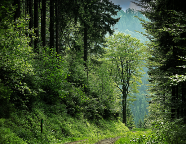 First-ever CAMPA fund reconciliation likely a land-mapping exercise for pvt plantations