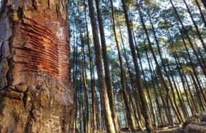 Will the new climate-forest interface come at the cost of India’s natural forests?