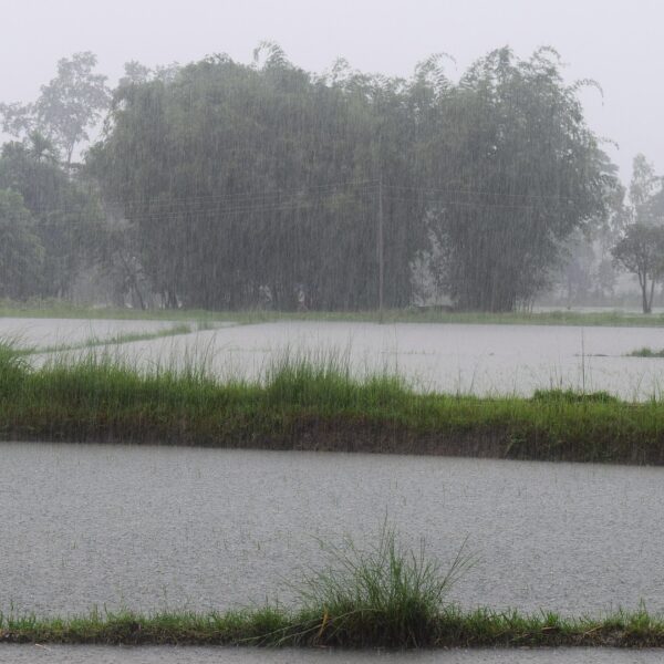 July rainfall worsened August floods in Punjab in 2023, says study