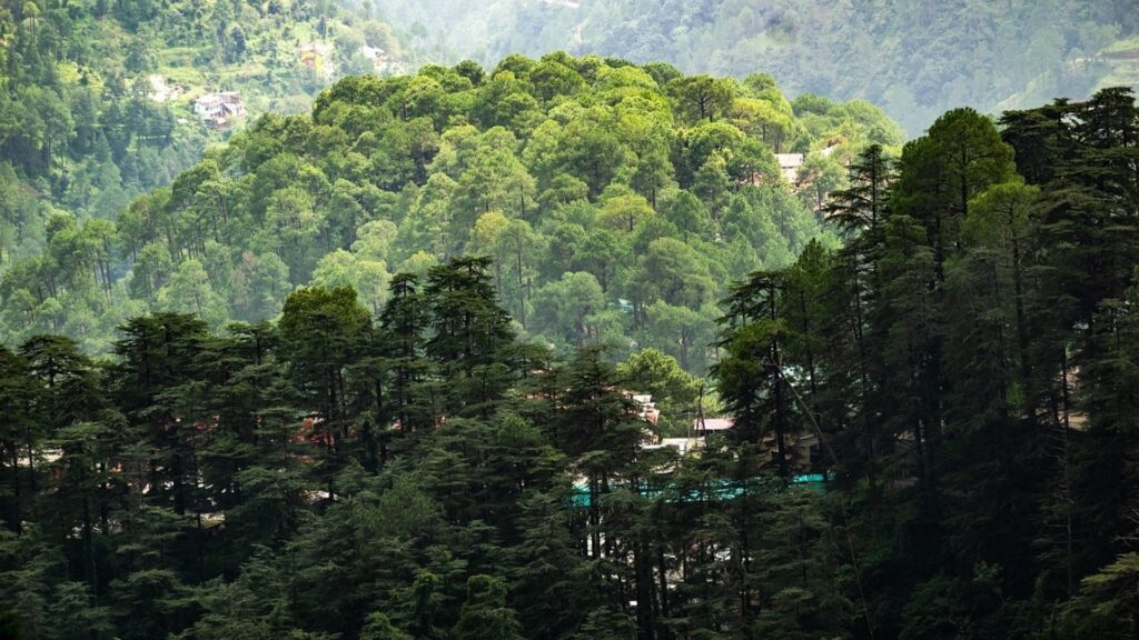 India to Set up New Authority to Curb Delays in Environmental Appraisals