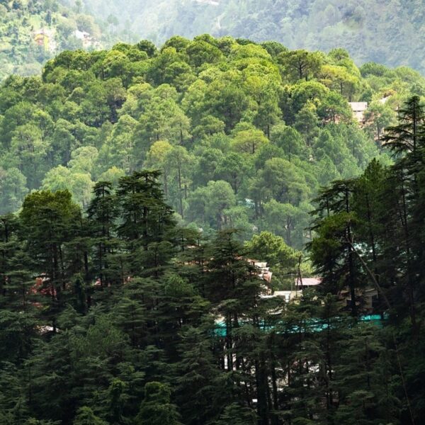 India to Set up New Authority to Curb Delays in Environmental Appraisals