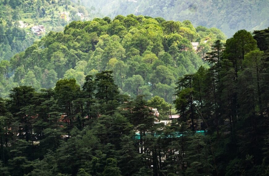 India to Set up New Authority to Curb Delays in Environmental Appraisals