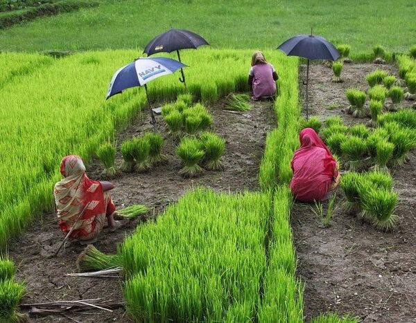 Ethanol Drive Raises Doubts Over India’s Edible Oil Self-Reliance