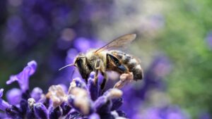 Global biodiversity crisis is driven by narrow valuation of nature: Study
