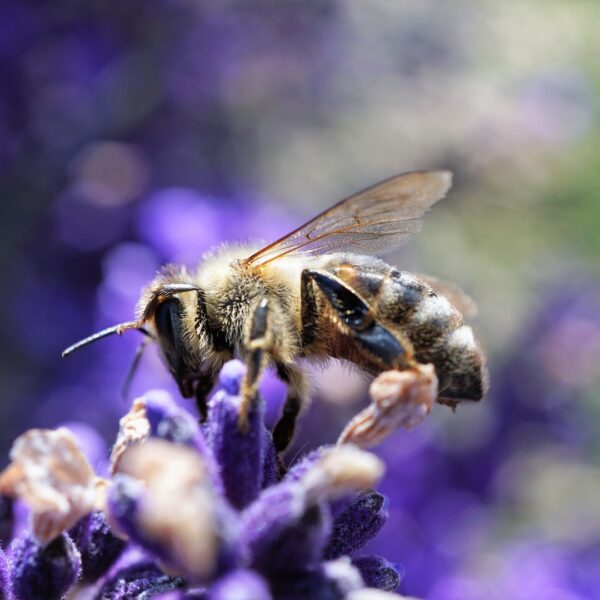 Global biodiversity crisis is driven by narrow valuation of nature: Study