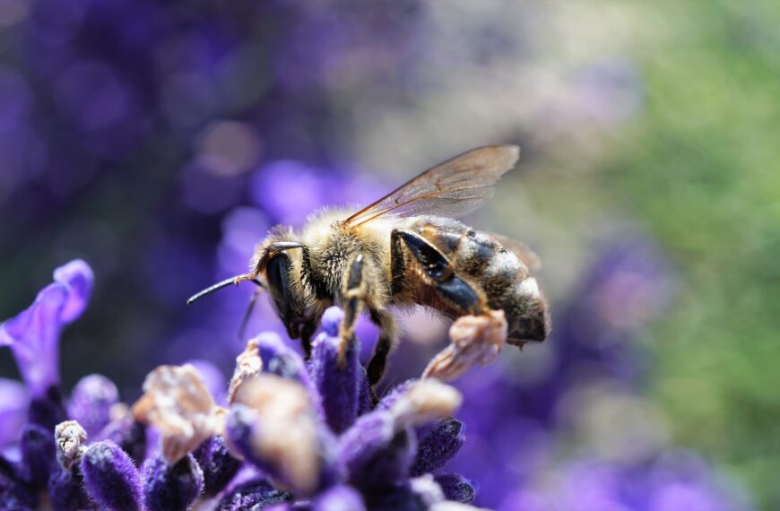 Global biodiversity crisis is driven by narrow valuation of nature: Study