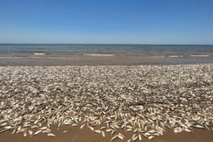 On the boil: The unseen risks of marine heatwaves