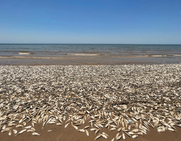 On the boil: The unseen risks of marine heatwaves