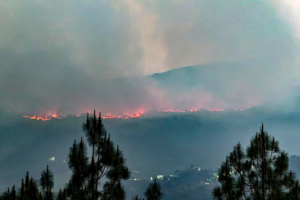 Is pine the real ‘villain’ in the Uttarakhand forest fire saga?