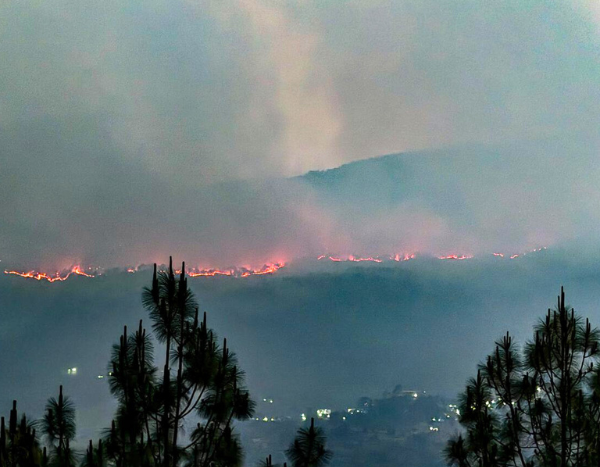 Is pine the real ‘villain’ in the Uttarakhand forest fire saga?