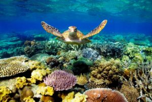 Biodiversity: where the world is making progress – and where it’s not