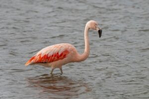 India launches National Red List Assessment to map extinction risks of 11,000 species