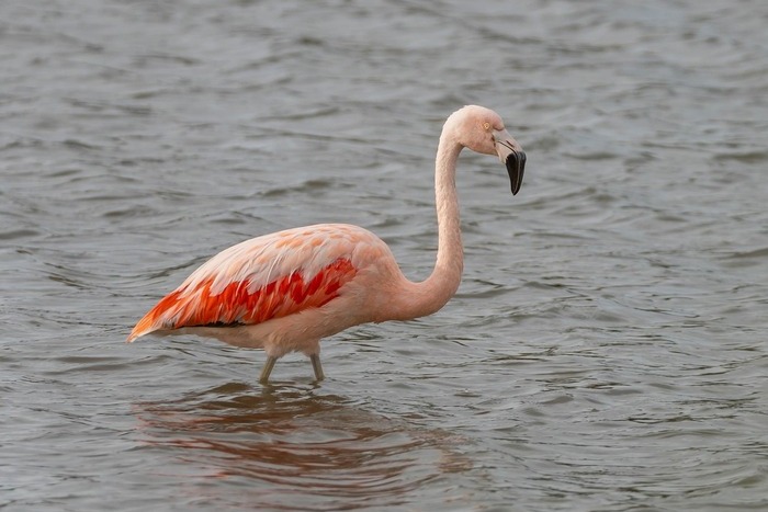 India launches National Red List Assessment to map extinction risks of 11,000 species