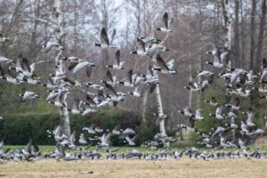 A Fifth of Migratory Species Face Extinction from Climate Change: Report