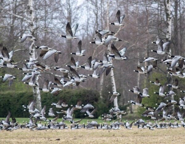 A Fifth of Migratory Species Face Extinction from Climate Change: Report