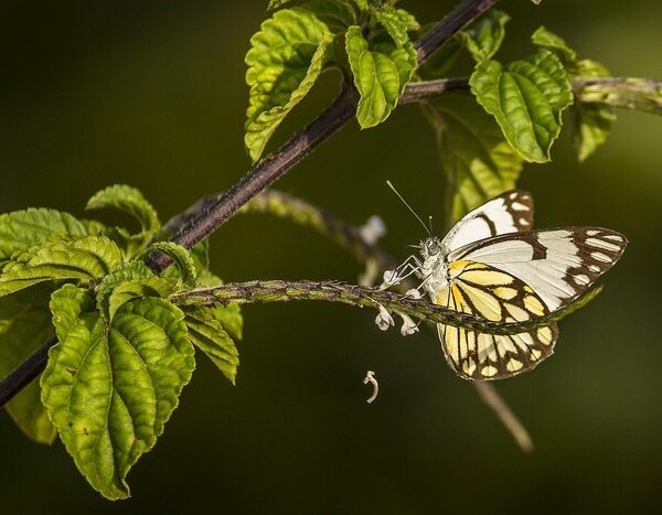 Indonesia’s Energy Transition Risks Overlooking Biodiversity Loss
