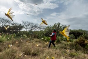 Locust outbreak threatening food security in East Africa; Somalia declares national emergency
