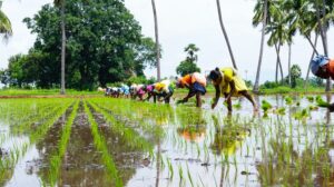 The future of rice: Shrinking production area, yield and productivity