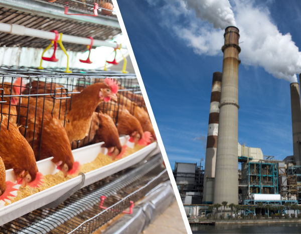 Meat, dairy industry surpasses fossil fuels in methane emissions: Report