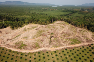 Climate change to pit timber production against agriculture: Study