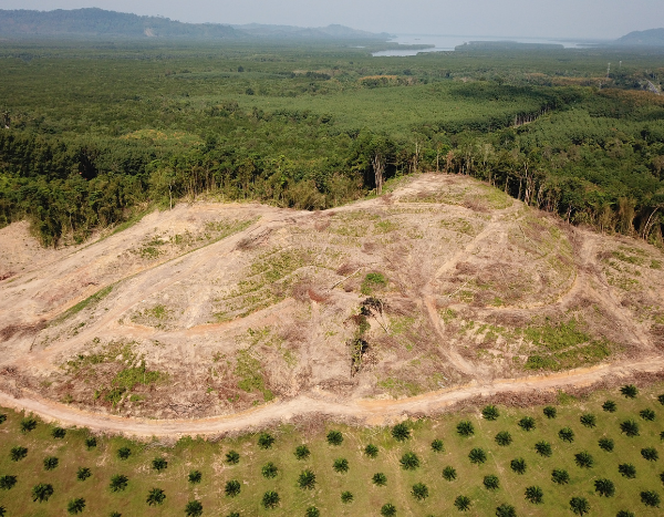 Climate change to pit timber production against agriculture: Study