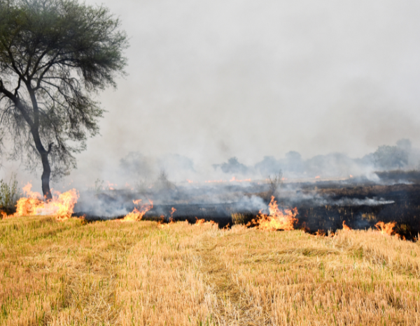 Stubble burning declining in Punjab and Haryana, still impacting Delhi’s air: Report