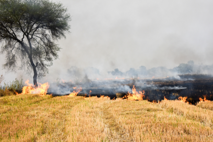 Stubble burning declining in Punjab and Haryana, still impacting Delhi’s air: Report