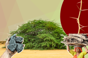 Kill or keep: A thorny invasive shrub is shaking up India’s ecosystem