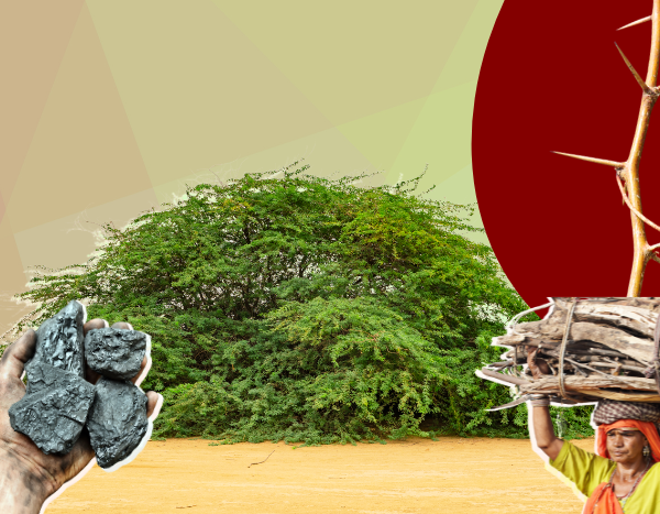 Kill or keep: A thorny invasive shrub is shaking up India’s ecosystem