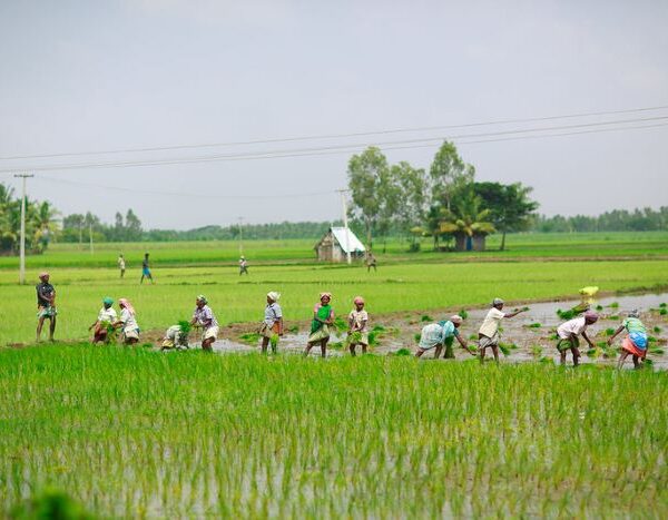 Only 0.3% of climate finance went to family farmers producing a third of the world’s food