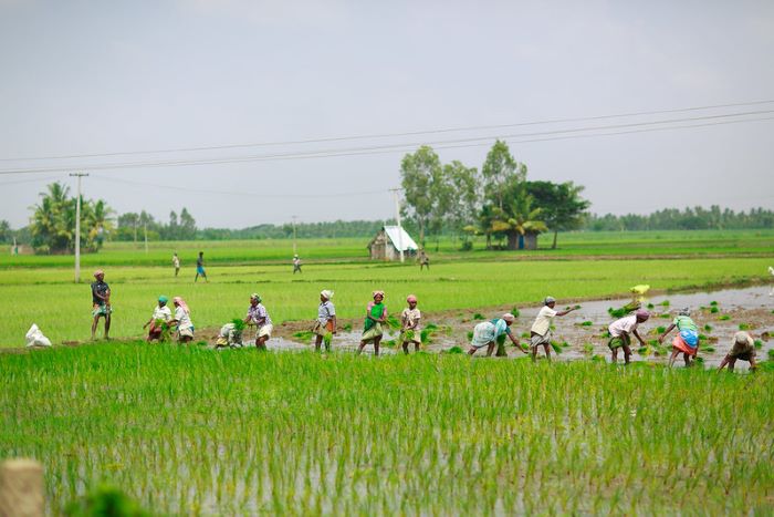 Only 0.3% of climate finance went to family farmers producing a third of the world’s food