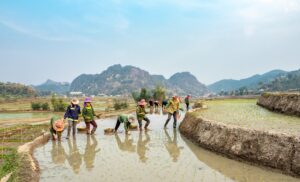 Role of changing Monsoon patterns, threatening rice production 2022