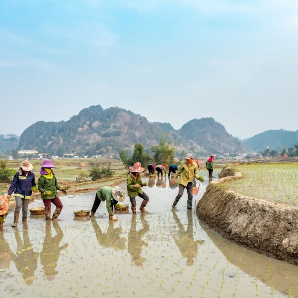 Role of changing Monsoon patterns, threatening rice production 2022