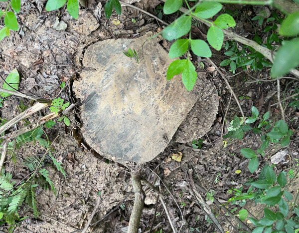 How India’s Pan Masala Boom is Stripping Its Forests